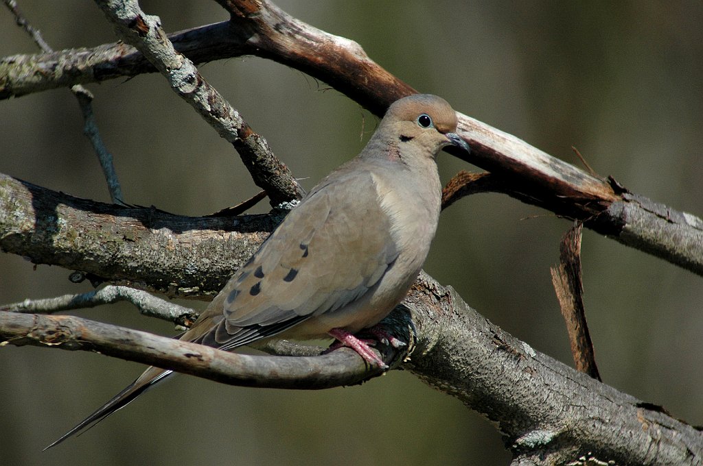 Dove, Mourning, 2007-05147038 Broad Meadow Brook, MA.JPG - Mourning Dove. Broad Meadow Brook Wildlife Sanctuary, MA, 5-14-2007